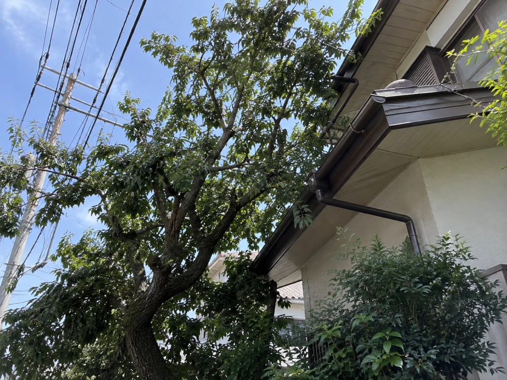 住宅の庭木が電線付近まで伸びている様子