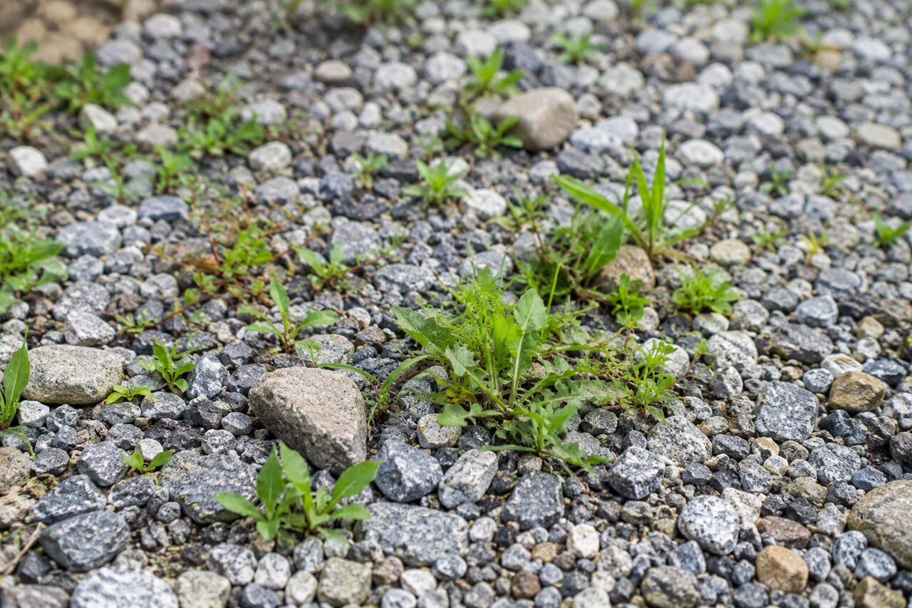 砂利の間に生えた雑草