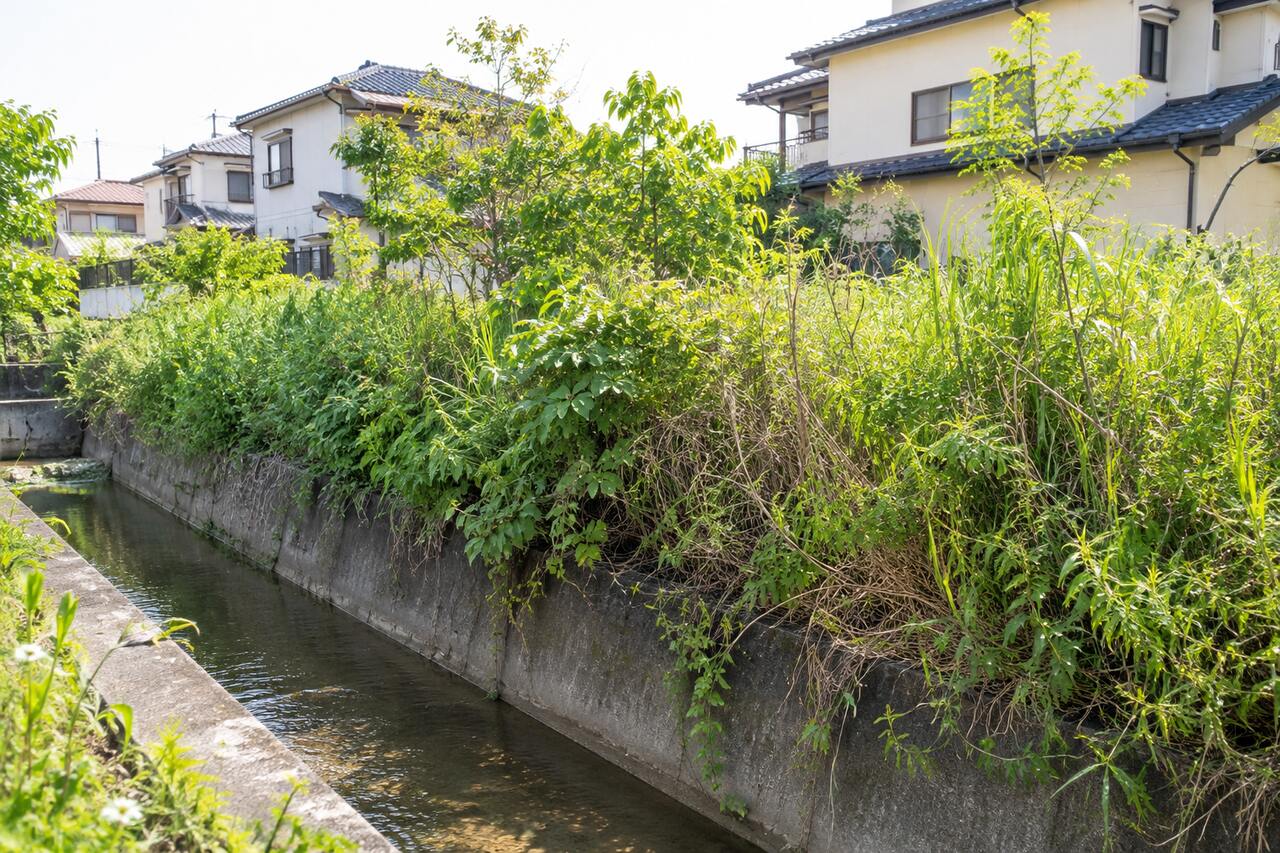 水路と草が伸びた岸